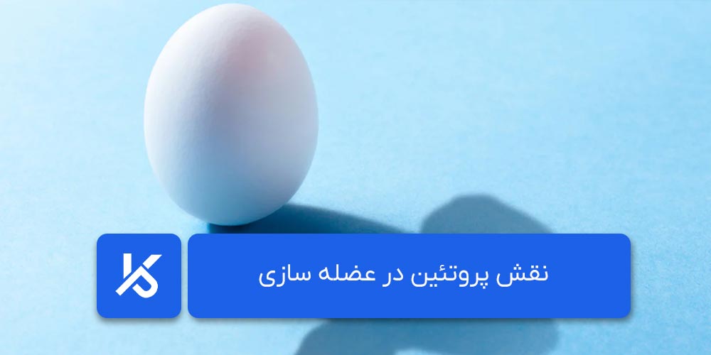 نقش پروتئین در عضله سازی